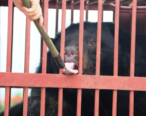 Hai gấu ngựa từ Hà Nội về nhà mới trên núi Bạch Mã, Thừa Thiên Huế