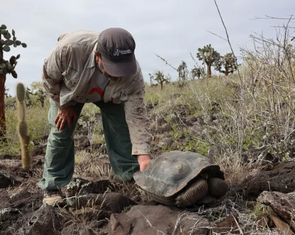Thế giới sẽ mất loài rùa khổng lồ Galapagos vì con người xả rác?