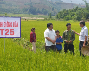 Gạo ST25 đăng quang gạo ngon nhất thế giới lần 2