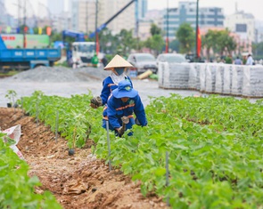Khánh thành vườn hoa hướng dương bên sông Sài Gòn dịp Giáng sinh, năm mới