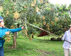 Xây dựng vùng cây ăn quả chất lượng cao