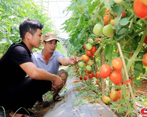 Trồng rau an toàn ở Tân Lập
