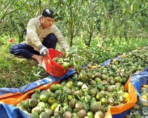 Cam sành Vĩnh Long lại rớt giá còn 2.000 đồng/kg