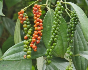 Thực hư tin hồ tiêu từ Trung Quốc tràn về, phá giá hồ tiêu trong nước?