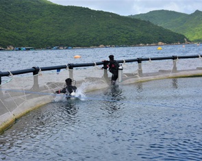 Bình Định tổ chức hội thảo phát triển nghề nuôi biển