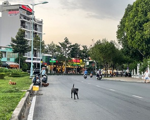 Ngán ngẩm vì quá nhiều chó thả rông, phóng uế bừa bãi