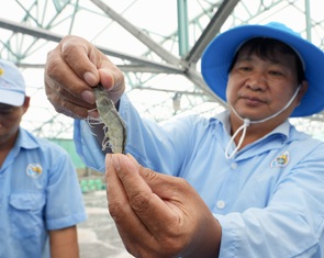Tôm giống công nghệ cao của Việt Úc giúp bà con lợi nhuận cao hơn