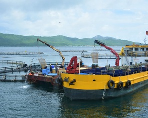 Nhiều doanh nghiệp sẵn sàng đầu tư lớn vào nuôi biển