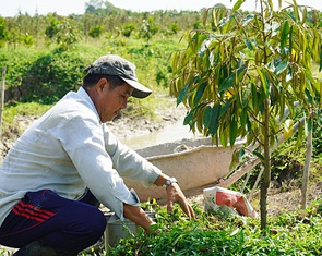 Nhiều rủi ro khi chuyển đất lúa sang trồng sầu riêng