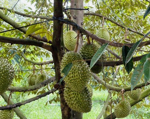 Nông dân phá vườn tiêu, cà phê để trồng sầu riêng, Bộ Nông nghiệp chỉ đạo gì?