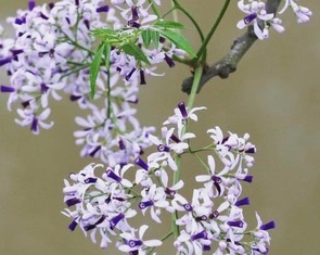 Lời thì thầm của quê hương