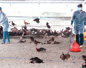 Sở Y tế TP.HCM chỉ đạo giám sát, phát hiện sớm dịch cúm H5N1