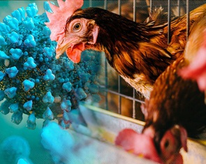 Campuchia phát hiện ca tử vong do cúm gia cầm A/H5N1, Việt Nam chỉ đạo khẩn
