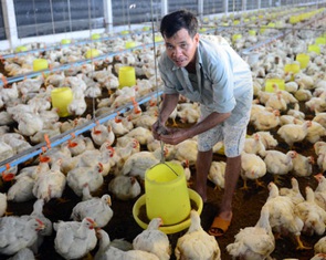 TP.HCM chỉ đạo khẩn ngăn nguy cơ lây lan cúm H5N1