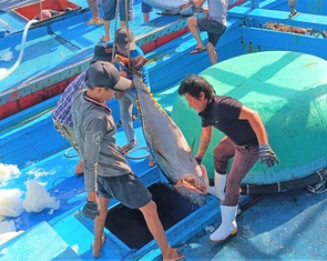 Được mùa cá ngừ nhưng ngư dân vẫn lo vì giá thấp