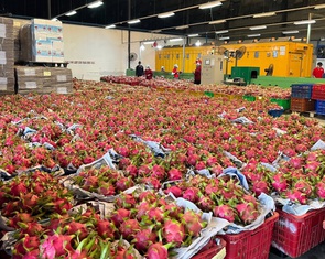 Vì sao thanh long ruột đỏ xuất đi Nhật phải bán ra chợ