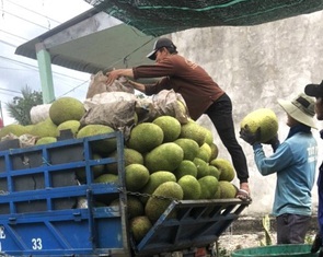 Giá mít miền Tây lại tăng: Nông dân cần thận trọng tăng diện tích