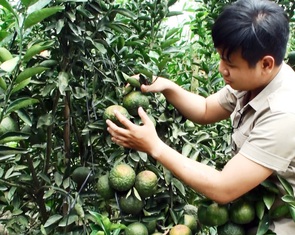 Cam sành rớt giá thê thảm, có loại chỉ từ 1.000 - 2.000 đồng/kg