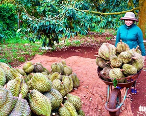 Thêm 163 vùng trồng sầu riêng được Trung Quốc cấp mã