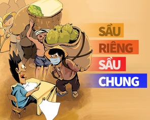 Chạy đua trồng sầu riêng: Được ăn cả, ngã... giải cứu