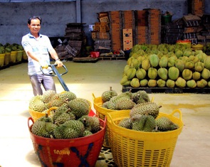 Cuộc đua trồng sầu riêng quá nóng