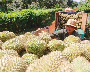 Vì sao nhiều vùng trồng sầu riêng chưa được Trung Quốc cấp mã?