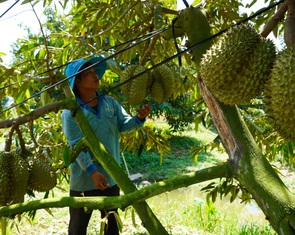 Ồ ạt trồng sầu riêng bất chấp khuyến cáo: Luẩn quẩn trồng chặt - trồng chặt