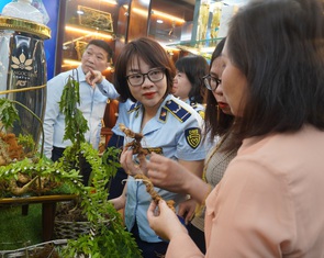 Biến hóa tam thất thành sâm Ngọc Linh, cách nào phân biệt thật - giả?
