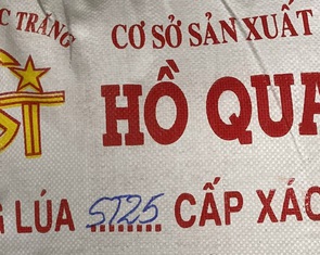 Ông Cua nói gì về giống lúa ST25 trồng ở Đắk Nông bị lép?