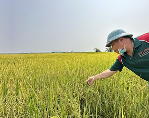 Lúa 'ST25' lép hạt, do trời lạnh bất thường?