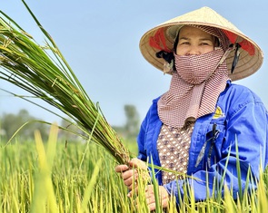 Vụ 'lúa ST25' lép hạt: Giống nhái hại giống thật