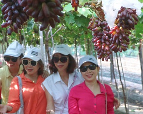 Mê mẩn vườn nho ngón tay không hạt đầu tiên ở Ninh Thuận