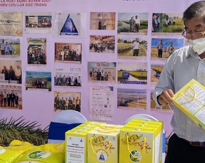 Giống lúa thơm ST25 được lưu hành tại các tỉnh Tây Nguyên