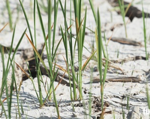 El Nino thường làm giảm mưa 25-50%, tác động đến Việt Nam 2-3 năm tới