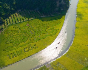 ‘Cá chép trông trăng’ trên cánh đồng Tam Cốc