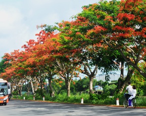 Ngắm hàng cây phượng vĩ rực rỡ giữa khung trời tháng 6