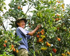 Hè về đất thép Củ Chi thưởng thức hoa thơm trái ngọt