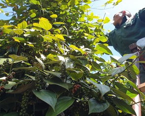 Nhu cầu thế giới yếu, giá tiêu 'yểu xìu'