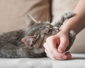 Cả nhà nín thở khi em gái bị mèo cào tiêm 2 mũi trong 2 ngày