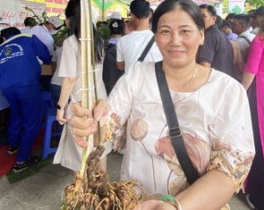 Cây sâm Ngọc Linh 45 năm tuổi, 'chốt' giá 75 triệu tại hội thi sâm