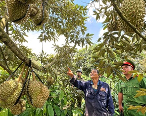 Thị trường sầu riêng Việt loạn cào cào vì nạn cò phá giá