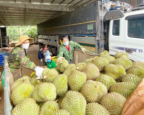 Bẻ kèo sầu riêng: Coi chừng tham bát bỏ mâm