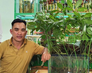 Cây sâm Ngọc Linh mọc 9 thân độc nhất, quý hiếm được mua với giá 'khủng'