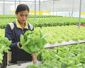 Đi làm thời vụ tại Hàn Quốc, làm sao để tránh bị lừa?