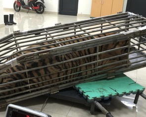 Chở thuê con hổ 200kg trên xe 7 chỗ với giá 3 triệu đồng