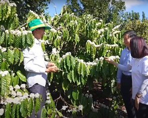 Bí quyết tạo nên những mùa vàng bền vững của bà con Tây Nguyên