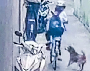 Chó thả rông cắn trẻ nhỏ, làm 3 người suýt bị xe ben cán: Chẳng lẽ bó tay?