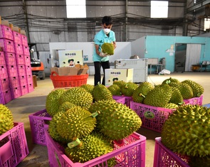 Việt Nam xuất khẩu sầu riêng kỷ lục nhưng nhập khẩu cũng tăng đột biến
