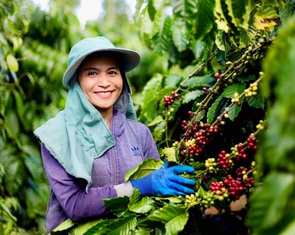 Giá cà phê giảm mạnh chỉ còn trên 100.000 đồng/kg, dự đoán sẽ còn giảm nữa