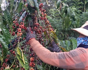 Lo ngại giá giảm, nông dân đua nhau bán cà phê tươi
